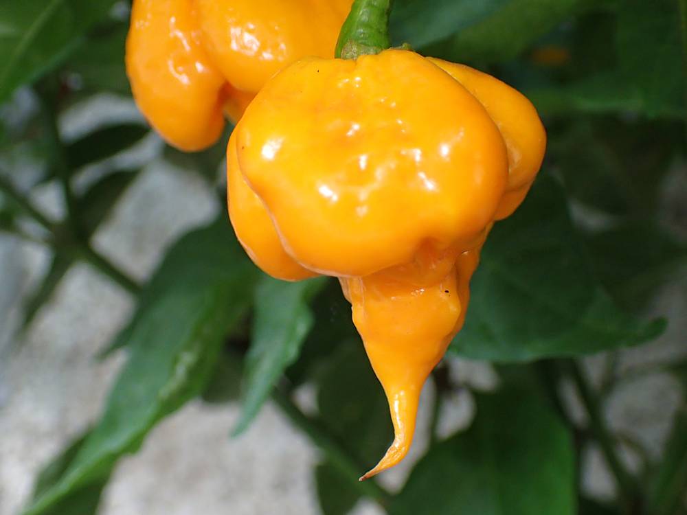 Reaper 2016 2