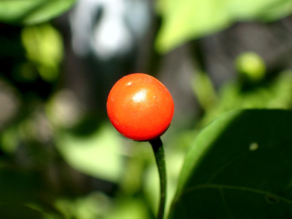 Chiltepin 013