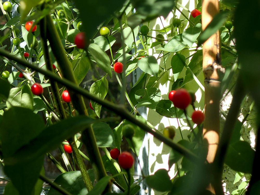 Chiltepin 015